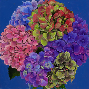 Everlasting Hydrangea #1