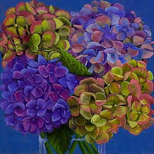 Everlasting Hydrangea #2