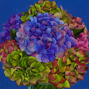 Everlasting Hydrangea #3